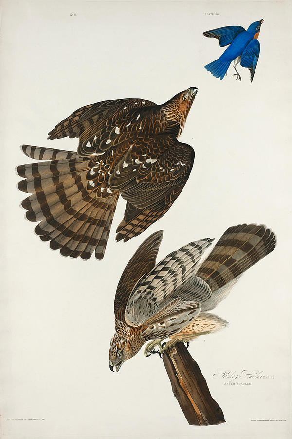 Stanley Hawk. John James Audubon Mixed Media by World Art Collective