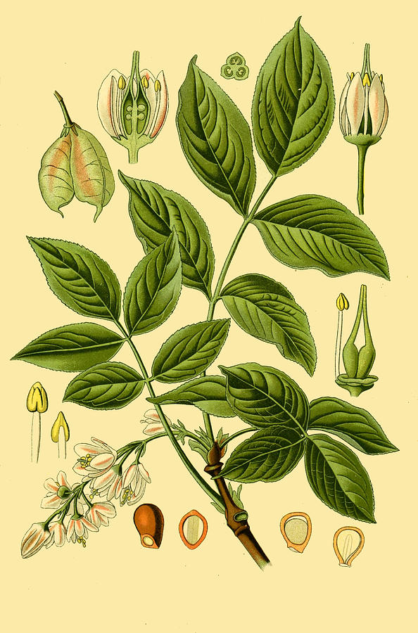 Staphylea pinnata Drawing by Otto Wilhelm Thome