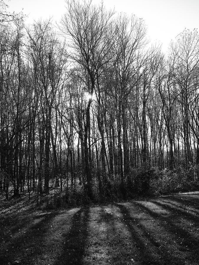 Star Burst Through Bare Trees In Black And White Photograph