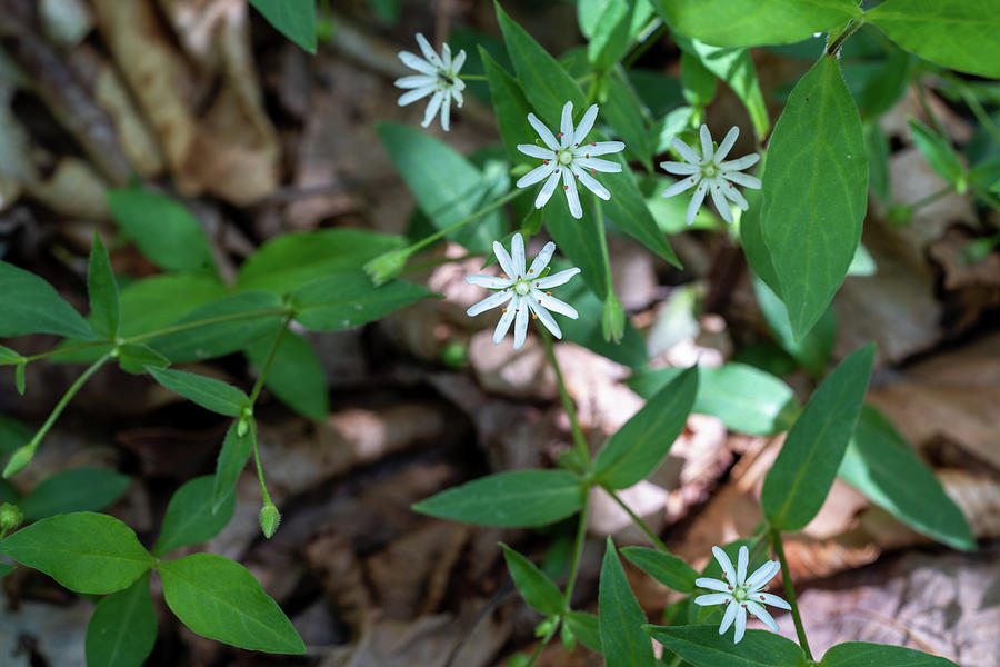 Star Chickweed Photograph By Kilsong Cox Fine Art America