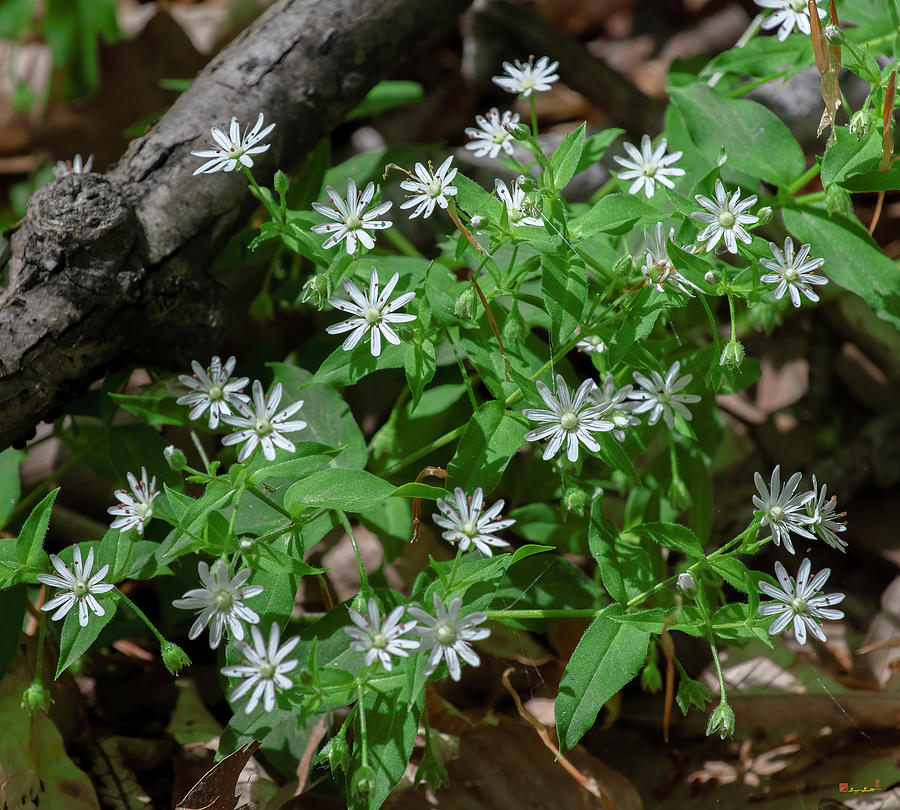 Star Chickweed or Great Chickweed DFL1189 Photograph by Gerry Gantt