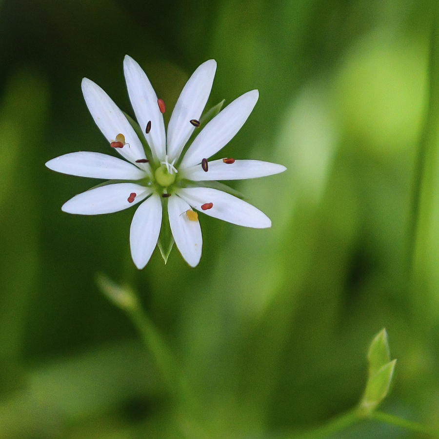 Star Chickweed Photograph by Tana Reiff