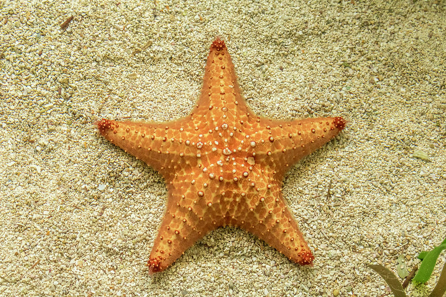 Star Fish Photograph by Robert Wilder Jr