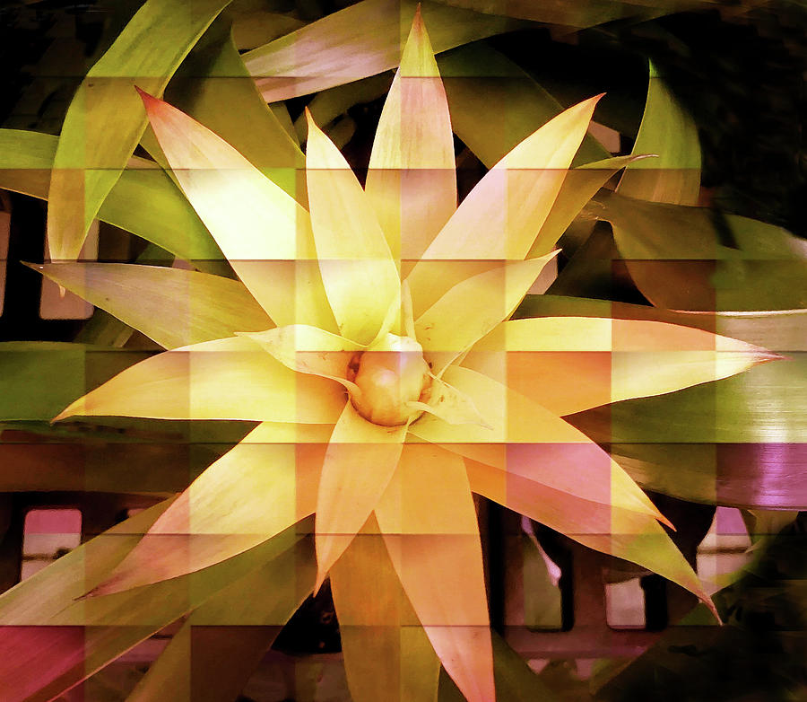 Star Flower Mixed Media by Sharon Williams Eng