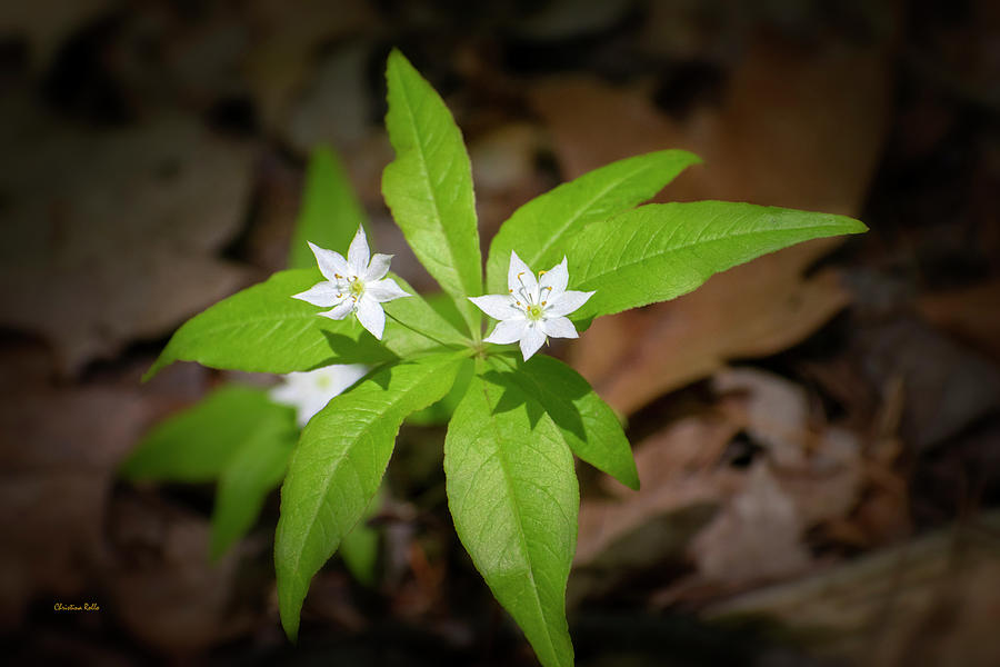 Star Flowers Photograph by Christina Rollo
