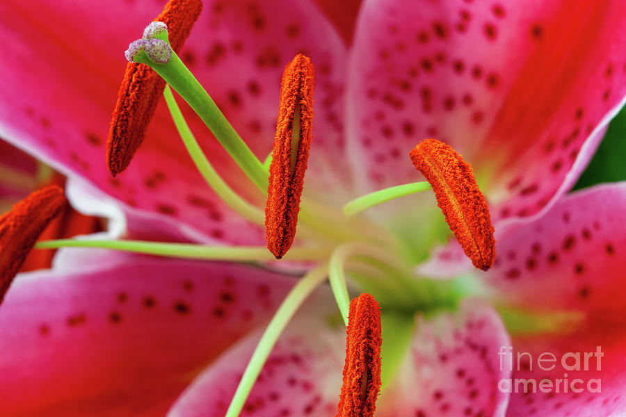 Star Gazer Lily close up showing detail Photograph by Jim Orr