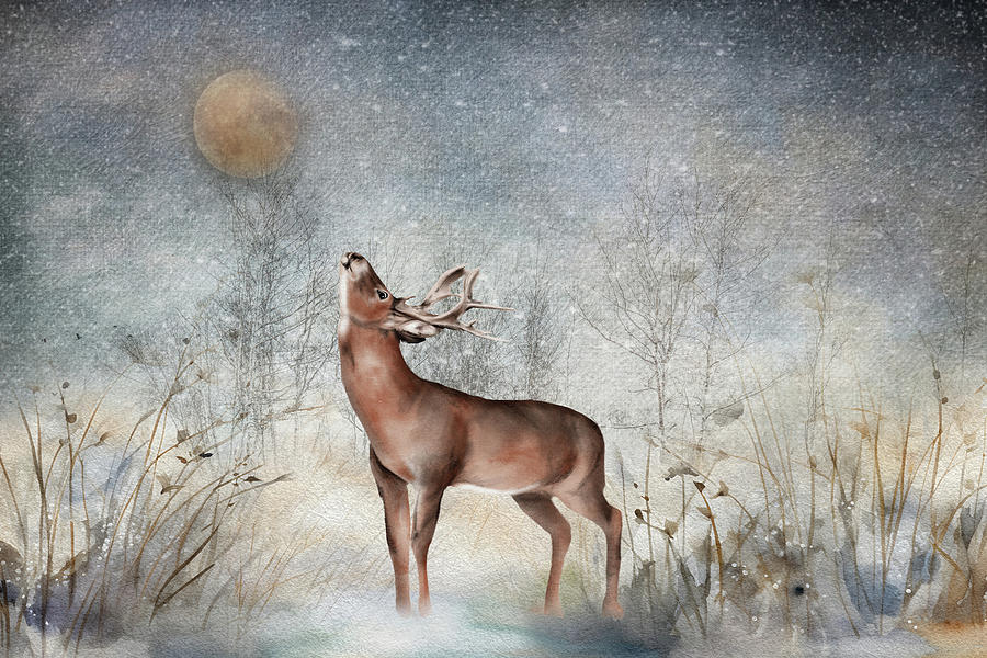 Star Gazing Whitetail Buck Digital Art by TnBackroadsPhotos