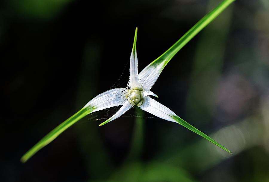 Star Grass Photograph by Rudy Wilms