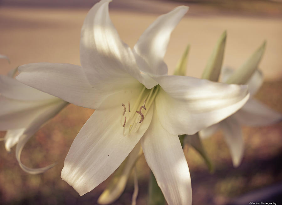 Star Lilly Photograph