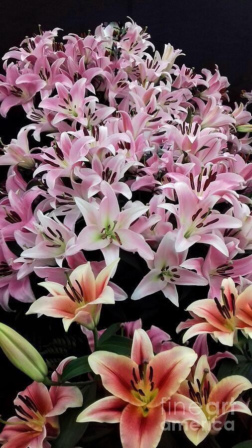 Star Lily Display Photograph by Joan-Violet Stretch