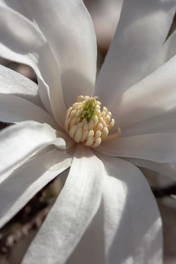 Star Magnolia 4 Photograph by Dawn Cavalieri