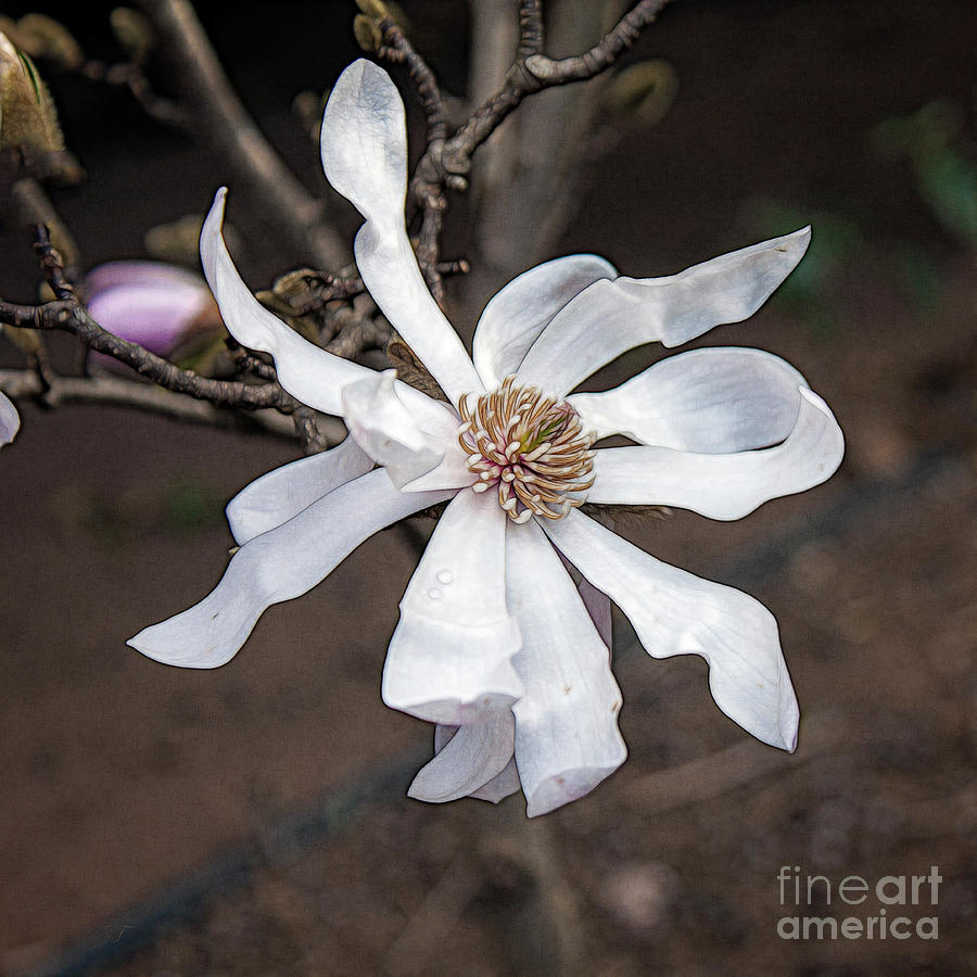 Star Magnolia 4 Photograph by Elaine Teague
