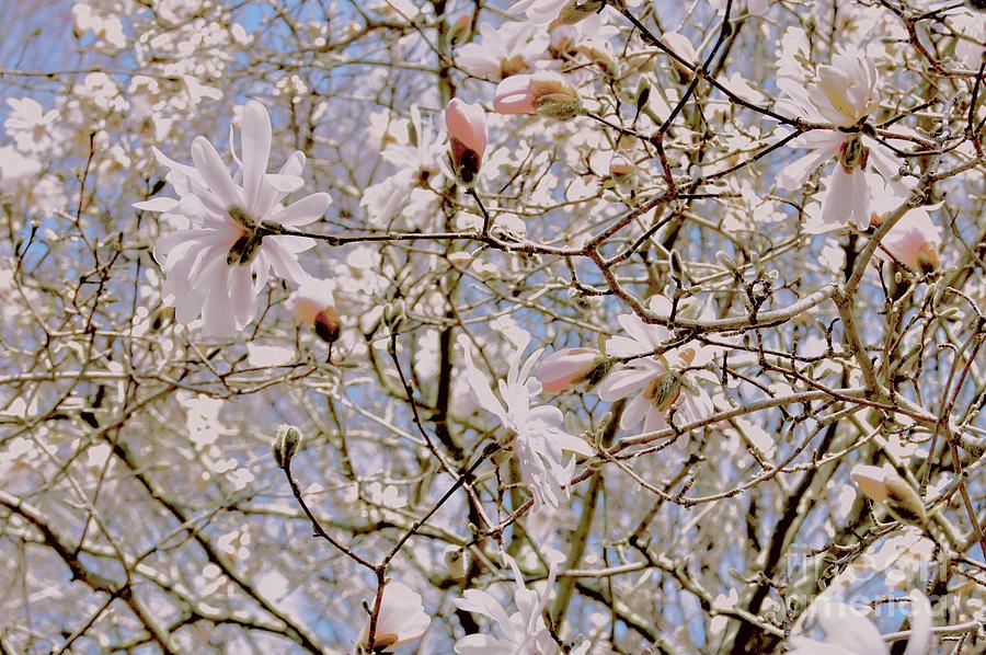 Star Magnolia and Pussywillows Photograph by Margie Avellino