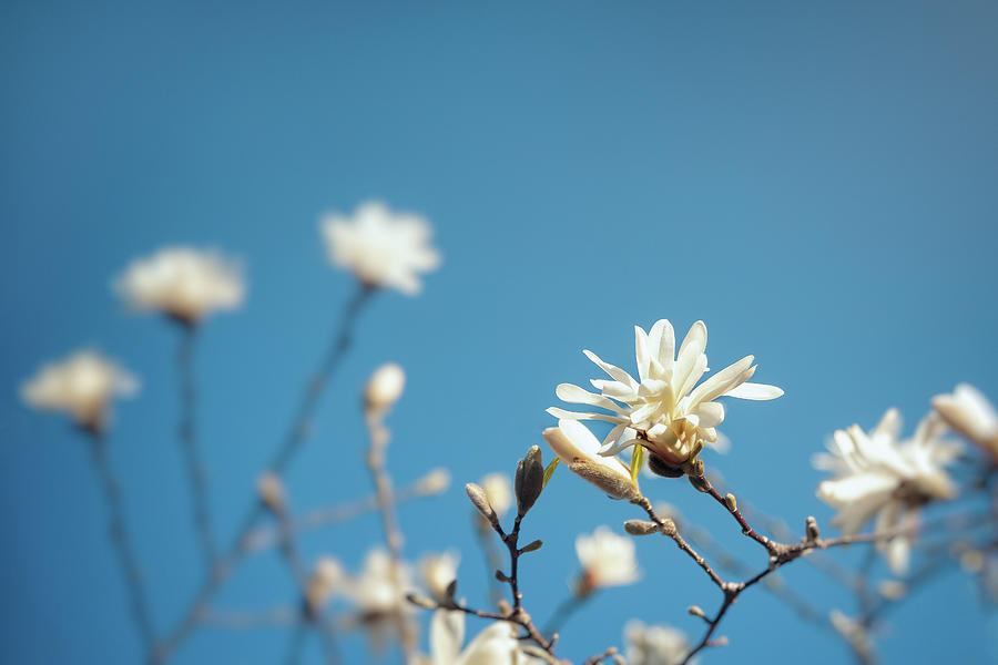 Star Magnolia Blossoms Photograph