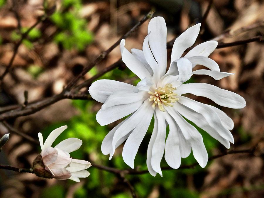 Star Magnolia Photograph by Kathy Chism