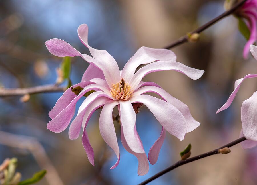 Star Magnolia Photograph by Lynn Hopwood