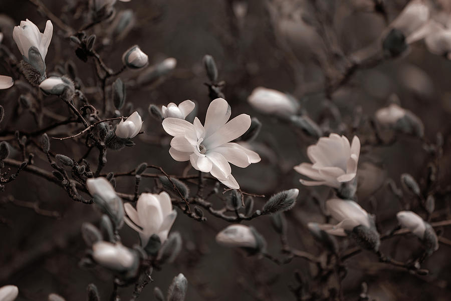 Star Magnolia - Monochrome Photograph by Jenny Rainbow