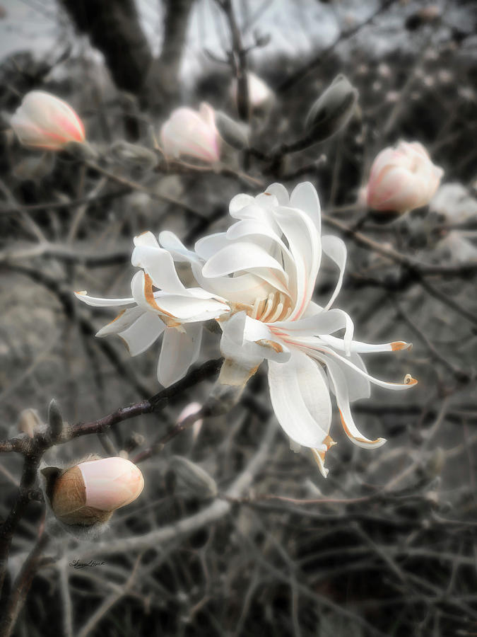 Star Magnolia Selective pink Photograph by Sharon Popek