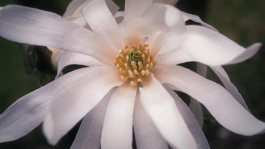 Star Magnolia Wide Closeup Photograph by Jason Fink