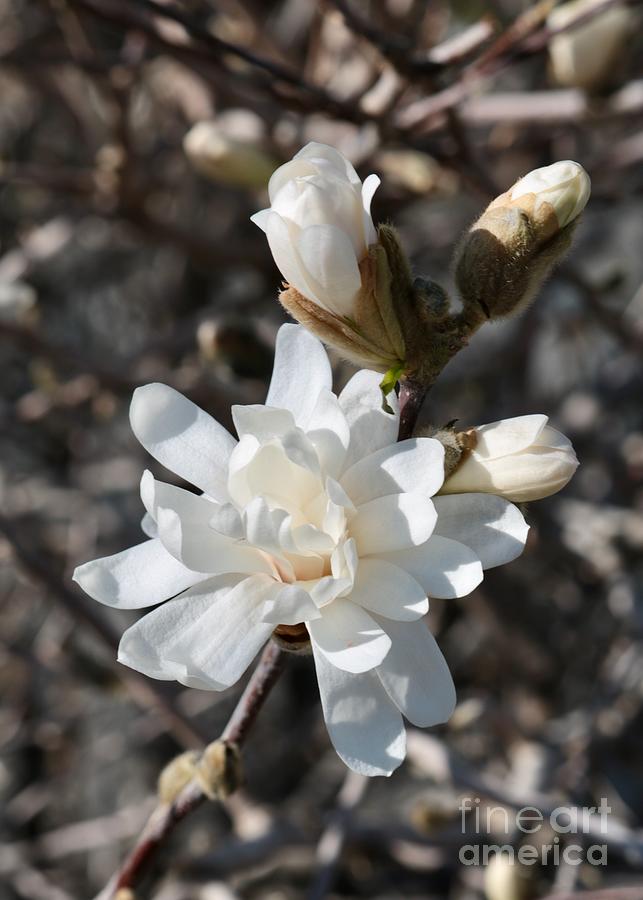 Star Magnolia with Buds Photograph by Carol Groenen