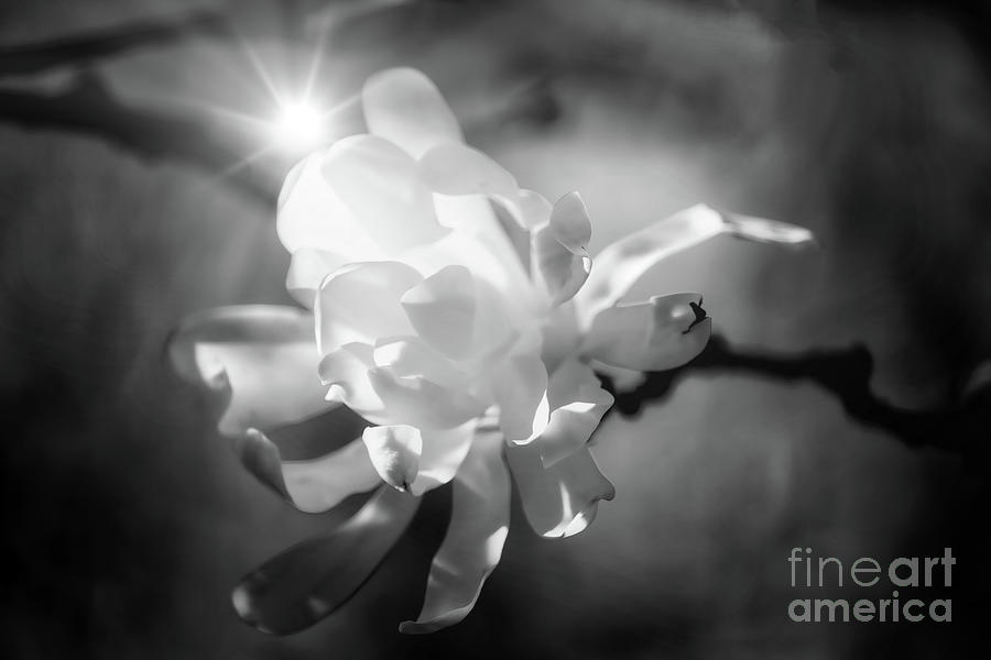 Star Magnolia With Sun Photograph by Charline Xia