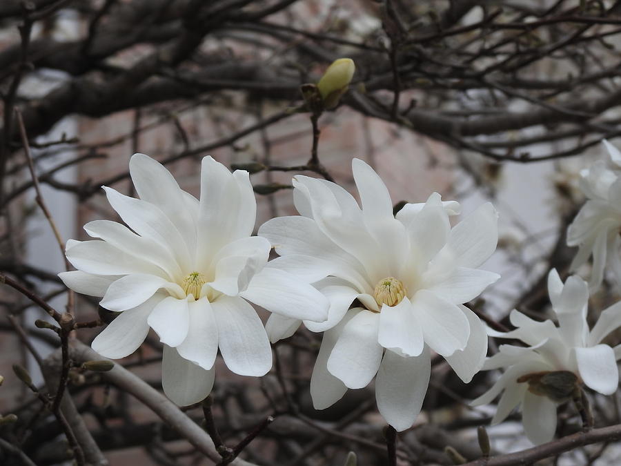 Star Magnolias Photograph by Barbara Ebeling