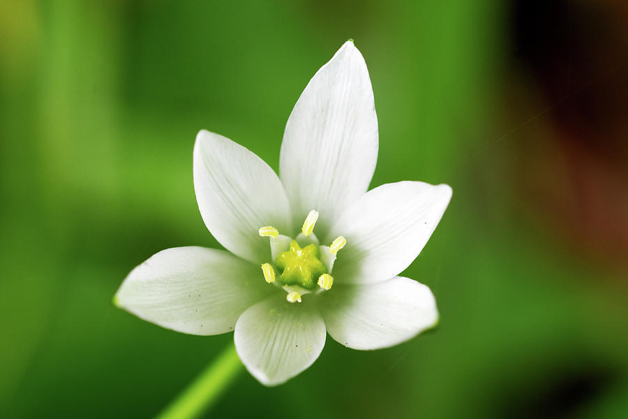 Nature Photograph - Star of Bethlehem by Alternative Perspectives