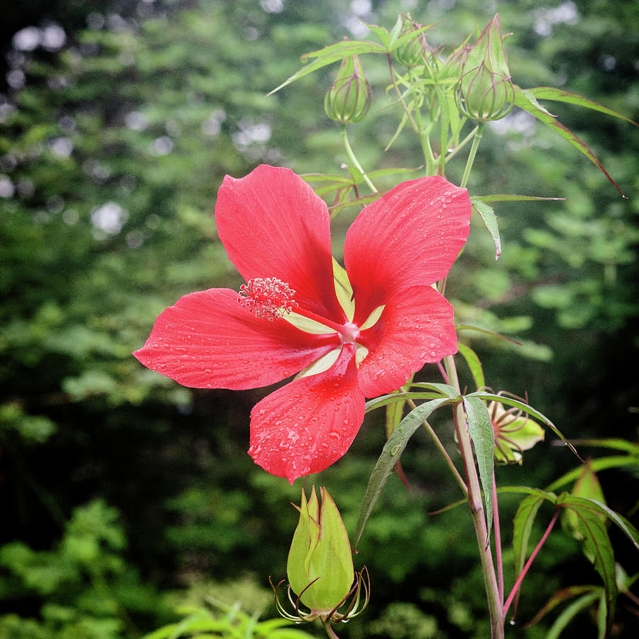 Star of Texas Swamp Hibiscus Bloom X117 Photograph by Rich Franco