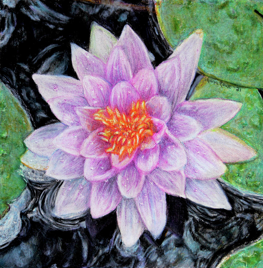 Lily Drawing - Star of the Pond by Shana Rowe Jackson