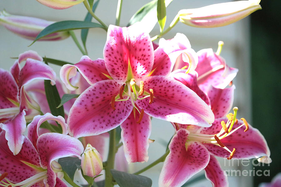 Star Of The Stargazer Lilies Photograph