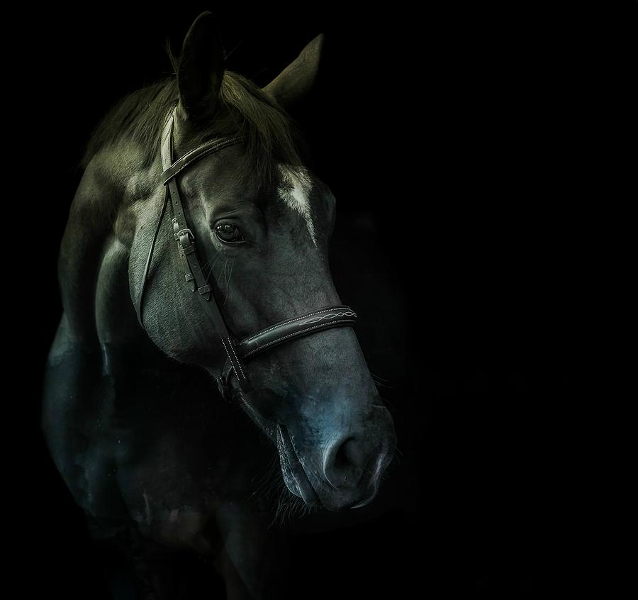 Horse Digital Art - Star by Paul Lovering