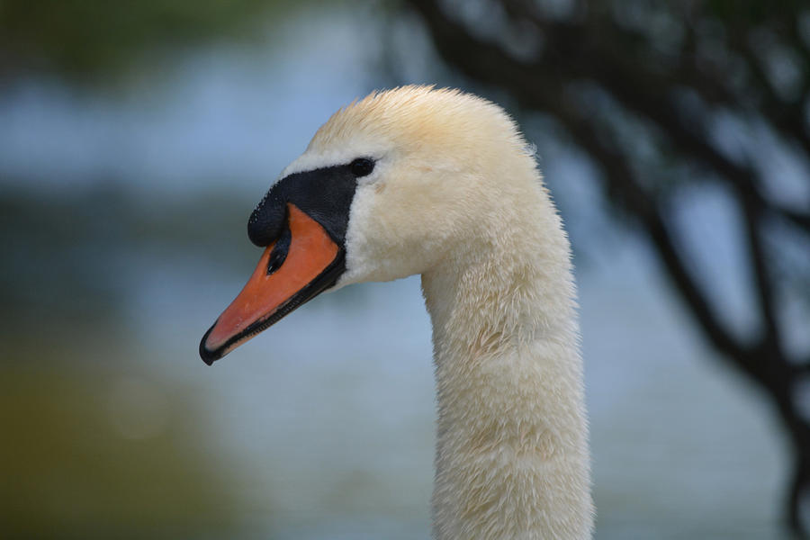 Star Profile Photograph by Richard Andrews | Fine Art America