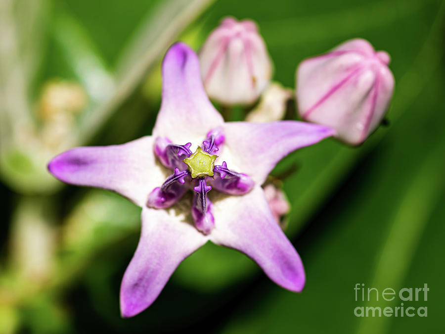 Star shaped Crown Flower in Honolulu Hawaii Tote Bag by Phillip Espinasse -  Fine Art America