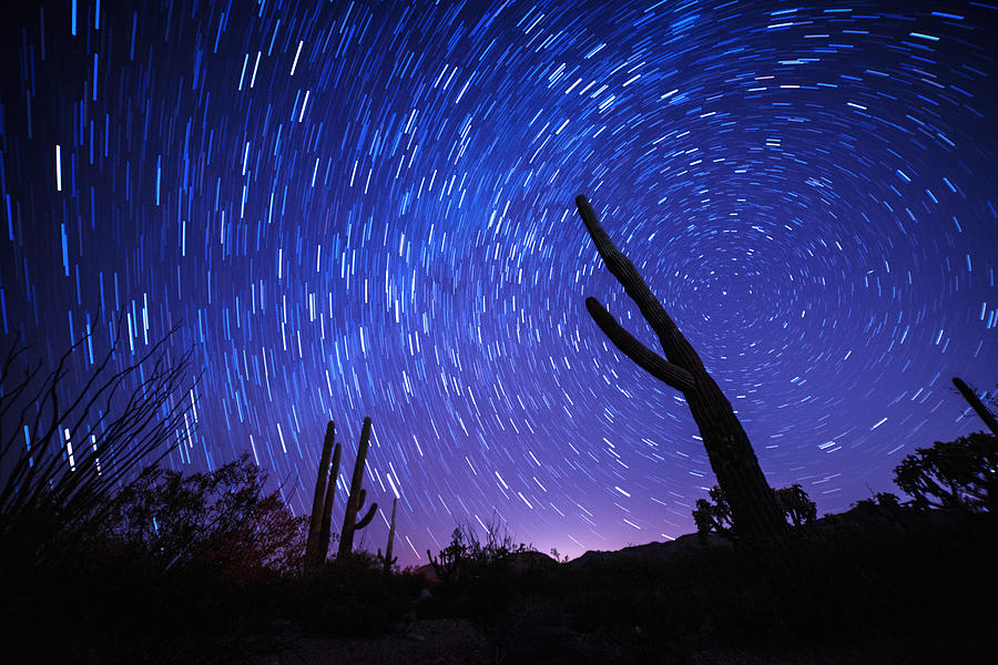 Star trail behind the silhouette of a cactus Photograph by JGalione