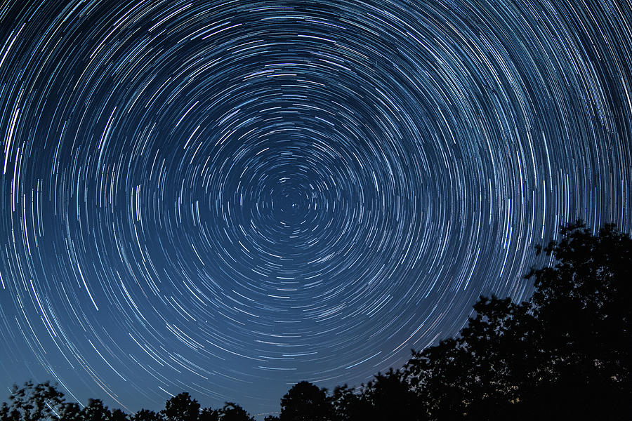 Star Trails In The Pines Photograph by Kristia Adams