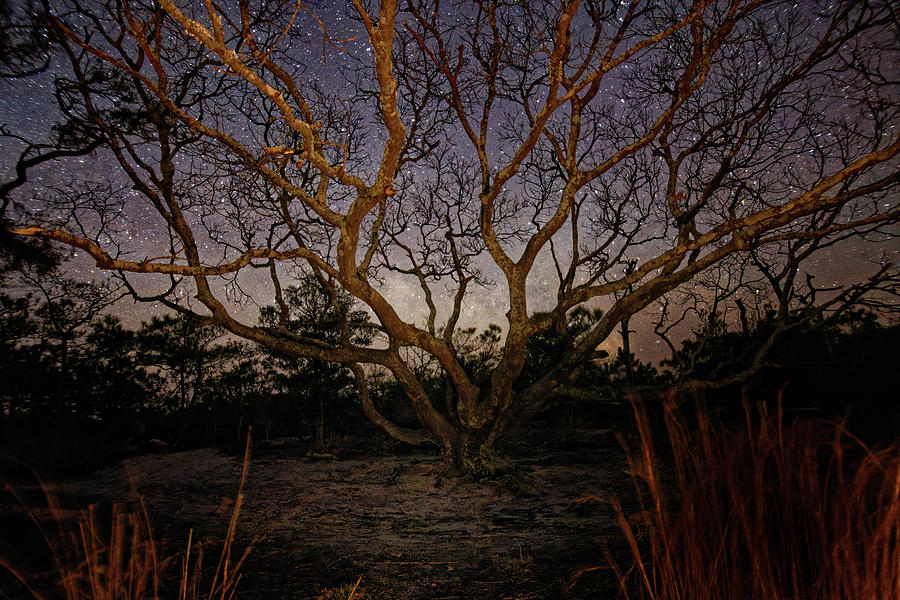 Star Tree Series #2 Photograph by Ken Fullerton