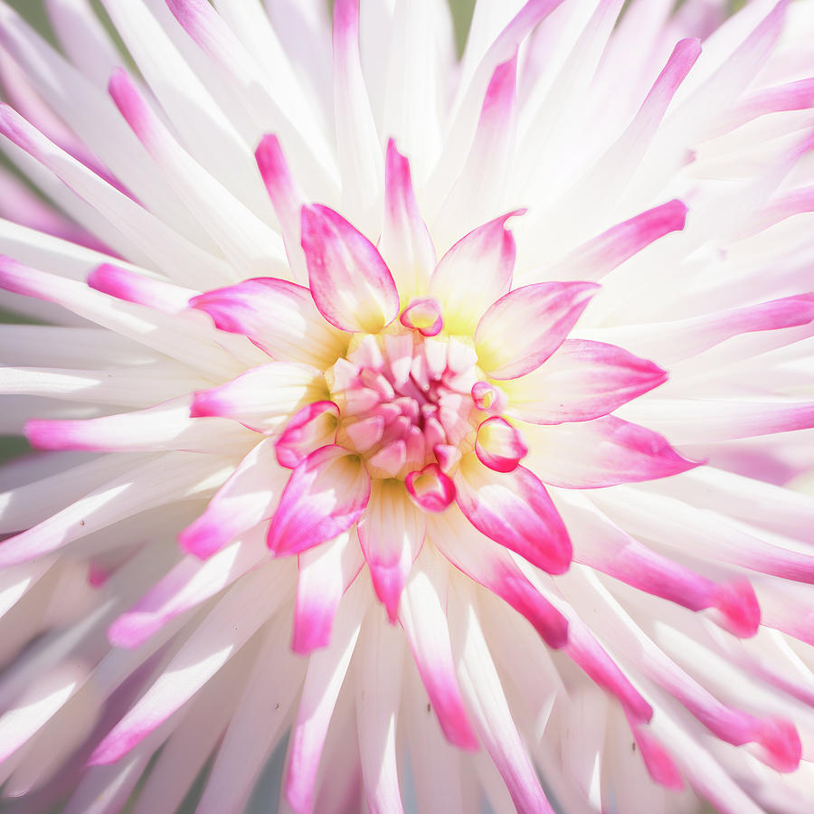 Starburst 2 Photograph by Ryan Weddle Starburst 2 Photograph by Ryan Weddle