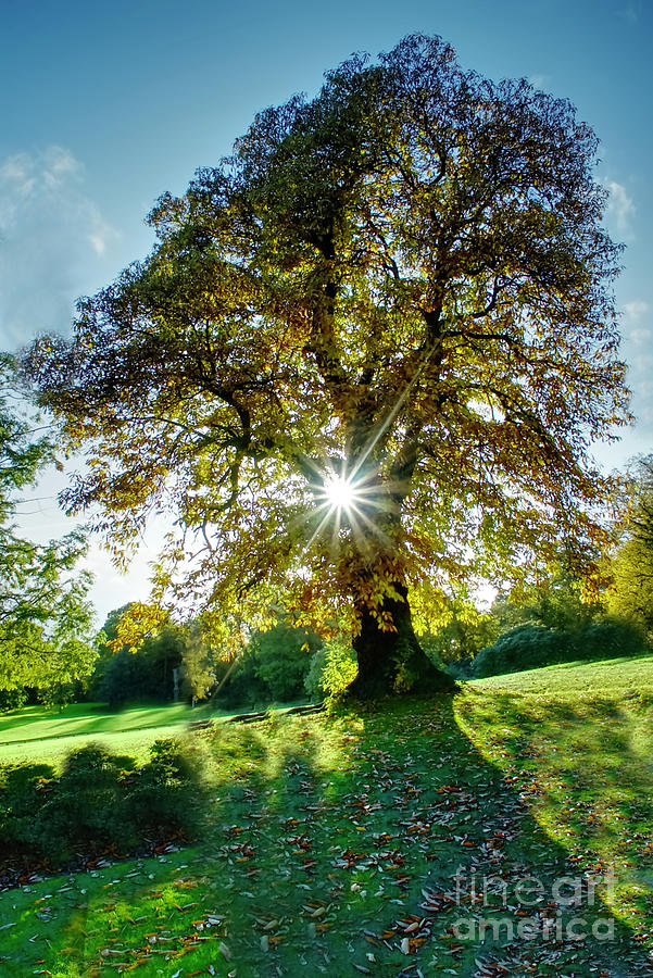 Starburst Autumn Tree Photograph by Alison Chambers - Fine Art America