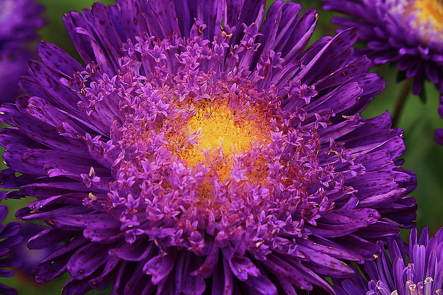 Starburst Purple Photograph by Tina M Daniels   Whiskey Birch Studios