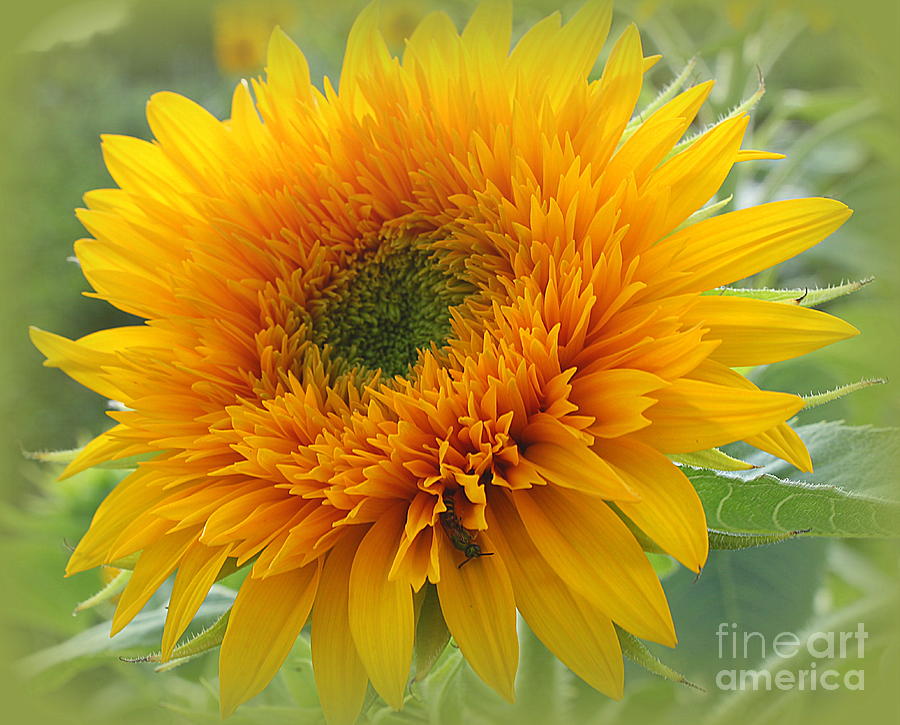 Starburst Sunflower Photograph by Dora Sofia Caputo