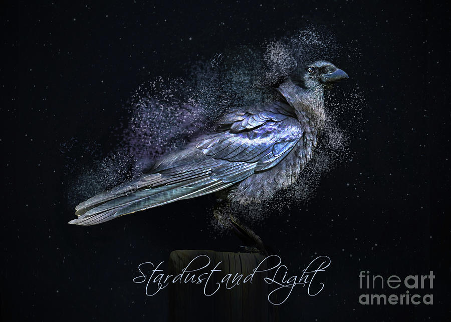 Stardust and Light Raven Magic Photograph by Stephanie Laird