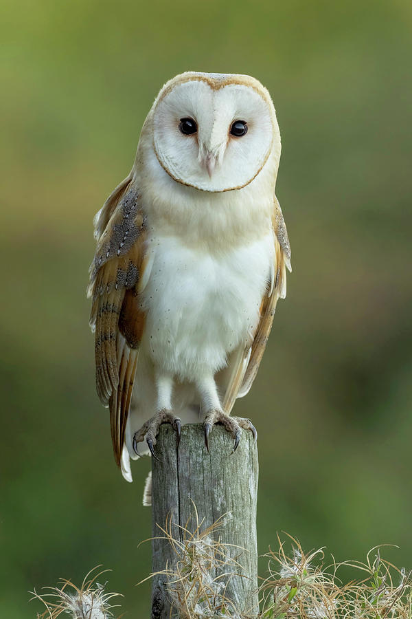 Stare Down Photograph by Simon Litten - Fine Art America