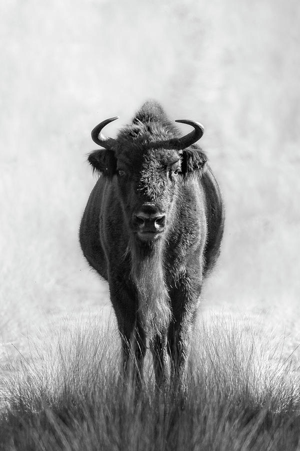 Stare down with a Bison Photograph by Patrick Van Os