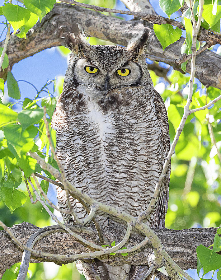Stare down with Great Horned Owl Photograph by Lowell Monke