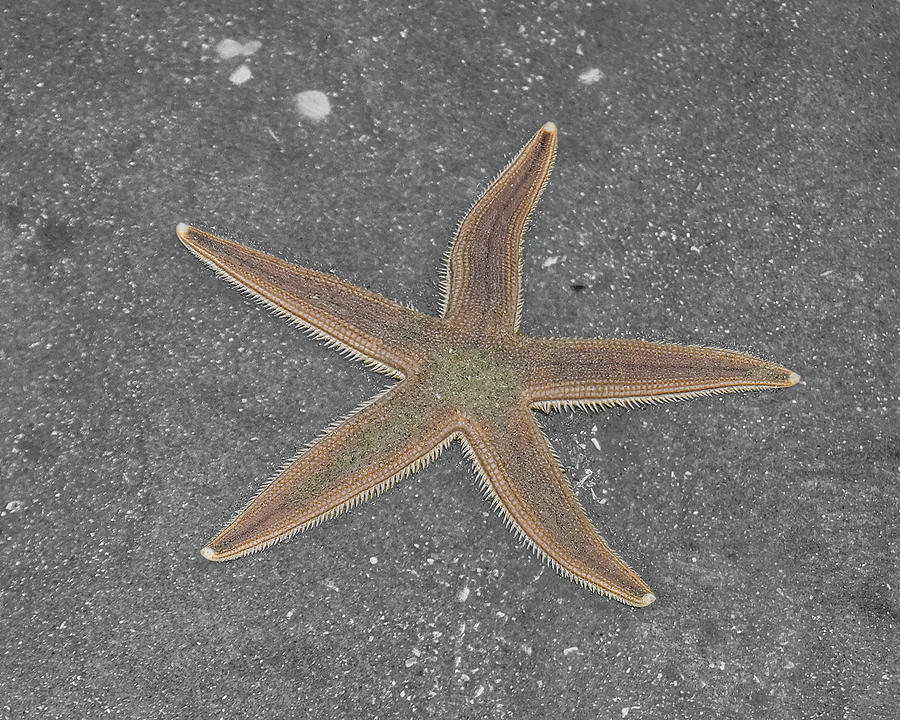 Starfish-1 Photograph by John Kirkland
