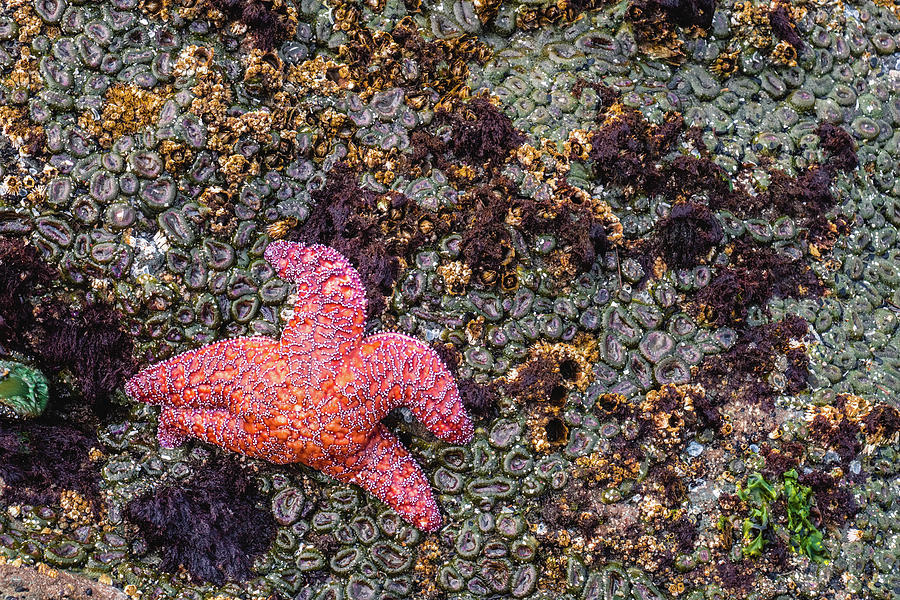 Starfish Photograph by Alberto Zanoni