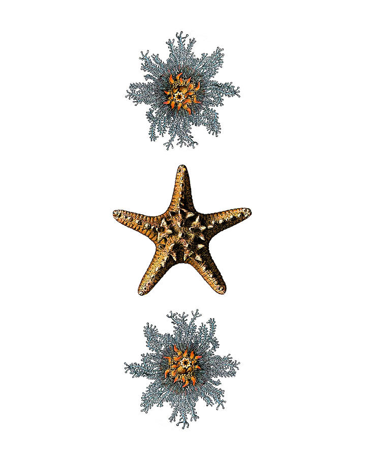 Fish Digital Art - Starfish and Coral  by Madame Memento