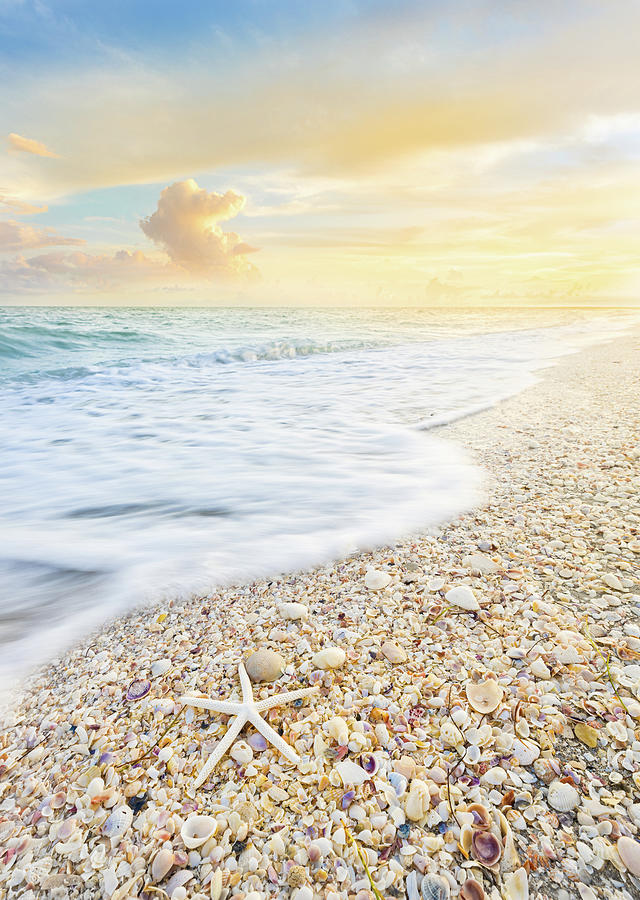 Starfish And Seashells Sanibel Island Florida Sunset Photograph by Jordan Hill
