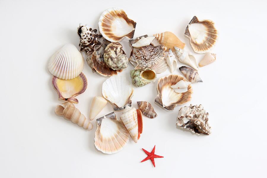 Starfish And Seashells Photograph