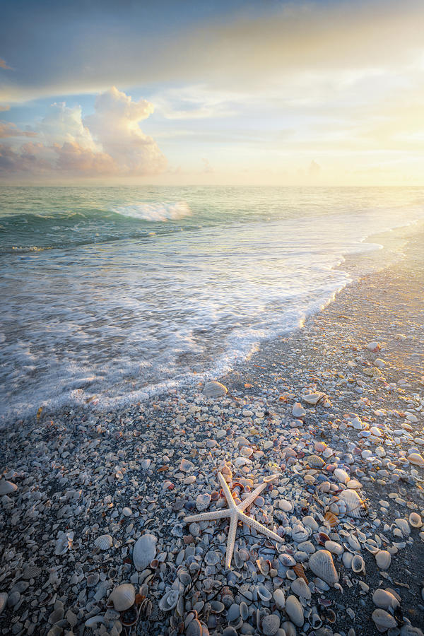 Starfish And Seashells Sanibel Island Florida Beach Sunset Photograph by Jordan Hill